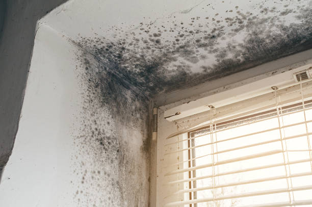 Affordable Hvac And Air Duct Mold Remediation solutions in Portland, MI